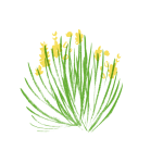 ginesta ajuda cancer de mama